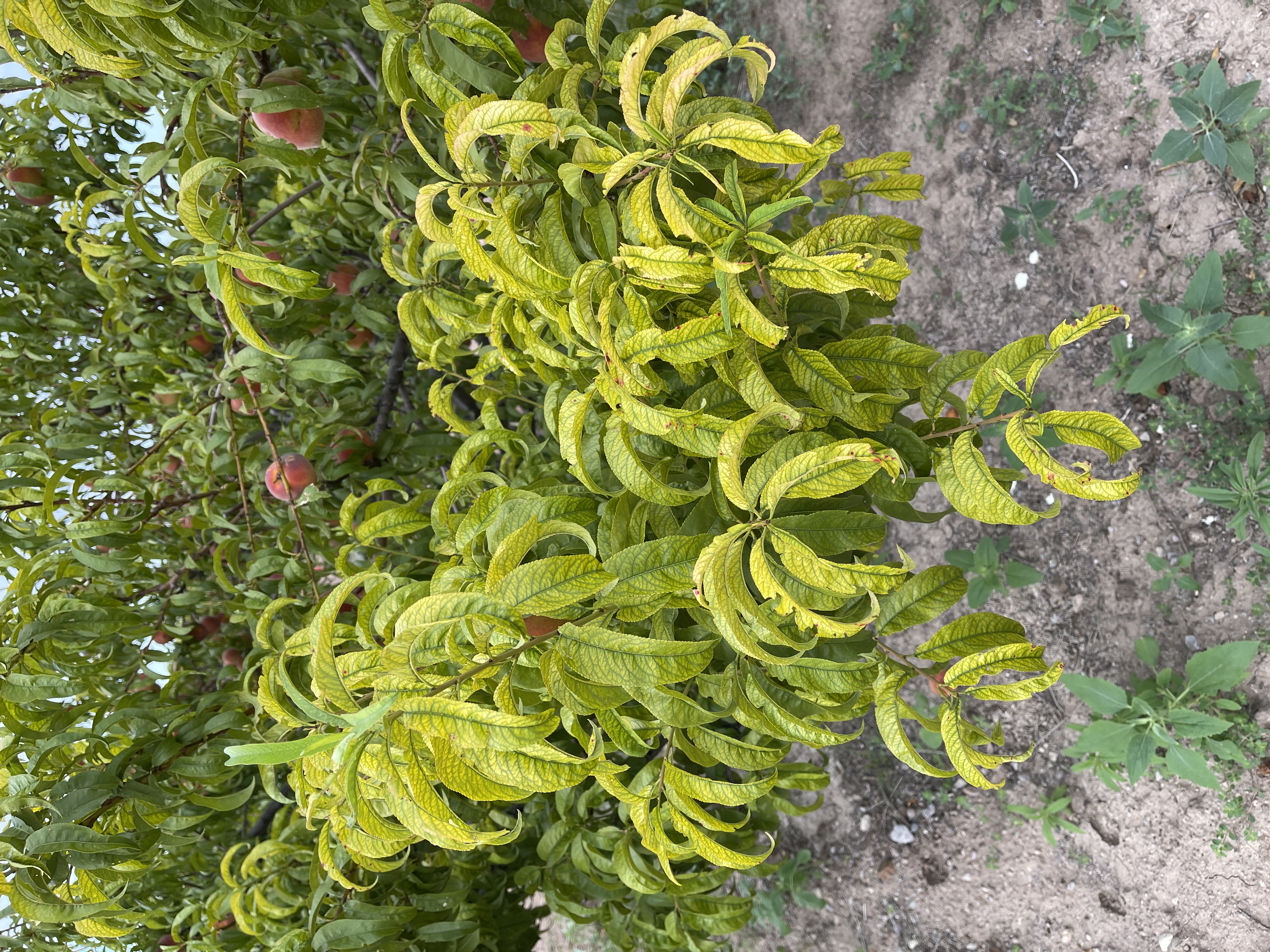 Fruit tree with yellowing, curled leaves in an orchard, with peaches visible in the background.